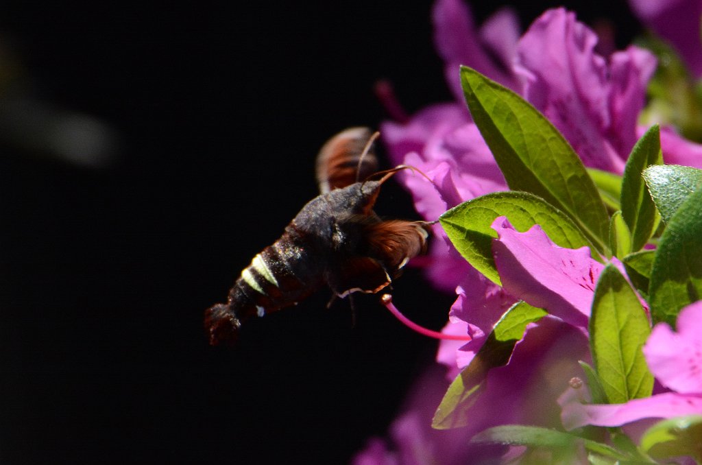 043 2016-03285566 Stanford, NC.JPG - Nessus Sphinx Moth (Amphion floridensis). Big Bloomers Flower Farm, Sanford, NC, 3-28-2016